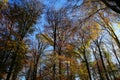 Panoramic view into german beech tree wood in autumn colors with backlight from bright evening sun, lens flare effect, Germany -