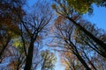 Panoramic view into german beech tree wood in autumn colors with backlight from bright evening sun, lens flare effect, Germany -