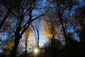 Panoramic view into german beech tree wood in autumn colors with backlight from bright evening sun, lens flare effect, Germany -