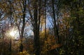 Panoramic view into german beech tree wood in autumn colors with backlight from bright evening sun, lens flare effect, Germany -
