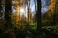 Panoramic view into german beech tree wood in autumn colors with backlight from bright evening sun, lens flare effect, Germany -