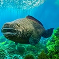 Panoramic view of a giant grouper in the Red Sea Generative AI