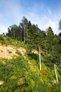 Panoramic view of a glade in summer forest