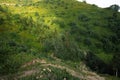 Panoramic view of a glade in summer forest