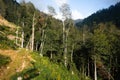 Panoramic view of a glade in summer forest