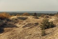 Panoramic view of the golden sand dunes of the Curonian Spit. The coastline of the Baltic Sea, forest belt, shrubs and Royalty Free Stock Photo