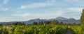 Panorama of Vineyard With Mont Ventoux In Background at golden hour, sunset light in Provence, southern France Royalty Free Stock Photo