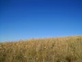 PANORAMIC VIEW OF GRASSLAND ON THE SLOPE OF A HILL ON THE SOUTH AFRICAN HIGHVELD