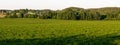 Panoramic view of a green agricultural field and clear sky without clouds. Beautiful meadow and green forest on the horizon Royalty Free Stock Photo