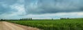 View of green bean field near road with dark stormy sky with clouds Royalty Free Stock Photo