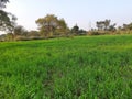 Panoramic view of green field of wheat a clear sunny day Royalty Free Stock Photo