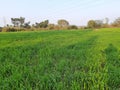 Panoramic view of green field of wheat a clear sunny day Royalty Free Stock Photo