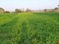 Panoramic view of green field of wheat a clear sunny day Royalty Free Stock Photo