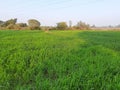 Panoramic view of green field of wheat a clear sunny day Royalty Free Stock Photo