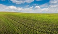 panoramic view of green field of winter wheat, early spring sprouts, sky with clouds Royalty Free Stock Photo