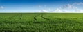 Panoram of green field of winter wheat with traces of agricultural machinery, early spring sprouts Royalty Free Stock Photo