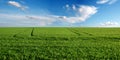 panoram of green field of winter wheat with traces of agricultural machinery, early spring sprouts and sky on the horizon Royalty Free Stock Photo