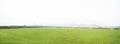 Panoramic view of green grass field with cows and sheeps in a typical foggy irish weather