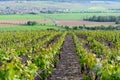 Panoramic view on green premier cru champagne vineyards in village Cumieres near Epernay, Champange, France Royalty Free Stock Photo