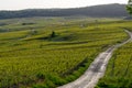 Panoramic view on green premier cru champagne vineyards in village Hautvillers near Epernay, Champange, France Royalty Free Stock Photo