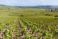 Panoramic view on green premier cru champagne vineyards in village Hautvillers near Epernay, Champange, France Royalty Free Stock Photo