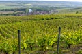 Panoramic view on green premier cru champagne vineyards in village Hautvillers near Epernay, Champange, France Royalty Free Stock Photo