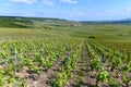 Panoramic view on green premier cru champagne vineyards in village Hautvillers near Epernay, Champange, France Royalty Free Stock Photo