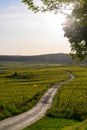 Panoramic view on green premier cru champagne vineyards in village Hautvillers near Epernay, Champange, France Royalty Free Stock Photo