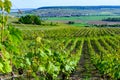 Panoramic view on green premier cru champagne vineyards in village Hautvillers near Epernay, Champange, France Royalty Free Stock Photo