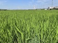 panoramic view of green rice fields with blue sky Royalty Free Stock Photo