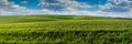 panorama of green sprouts of wheat or rye on the hilly terrain of the agricultural field, spring landscape and sky with Royalty Free Stock Photo