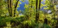 Panoramic View of Green and Vibrant Rain Forest during a sunny summer day