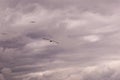 Panoramic view of a group of seagulls flying against a stormy sky-scape