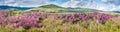 Panoramic view of Group of Wild Himalayan Cherry