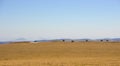 Panoramic view of hay bales in a farmer's field against a clear mountain sky Royalty Free Stock Photo