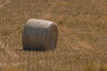 Panoramic view of hay bales in a Uruguayan farm field. Clear sky Royalty Free Stock Photo