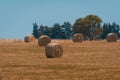 Panoramic view of hay bales in a Uruguayan farm field. Clear sky Royalty Free Stock Photo