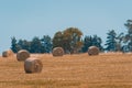 Panoramic view of hay bales in a Uruguayan farm field. Clear sky Royalty Free Stock Photo