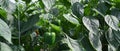 Healthy green bell pepper growing on a plant with fresh green leaves. Royalty Free Stock Photo