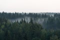 Panoramic view from the height on dark spruce forest in the fog Royalty Free Stock Photo