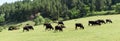 Panoramic view of herd of cows grazing in meadow field near green forest. Livestock and cattle in Bulgaria Royalty Free Stock Photo