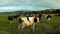 Cows enjoying late afternoon winter sunshine in North Otago, NZ Royalty Free Stock Photo