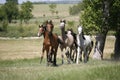 Panoramic view of herd of horses while running home on rural animal farm Royalty Free Stock Photo