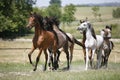 Panoramic view of herd of horses while running home on rural animal farm Royalty Free Stock Photo