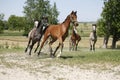 Panoramic view of herd of horses while running home on rural animal farm Royalty Free Stock Photo