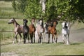 Panoramic view of herd of horses while running home on rural animal farm Royalty Free Stock Photo