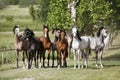 Panoramic view of herd of horses while running home on rural animal farm Royalty Free Stock Photo