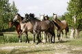 Panoramic view of herd of horses while running home on rural animal farm Royalty Free Stock Photo