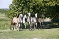 Panoramic view of herd of horses while running home on rural animal farm Royalty Free Stock Photo