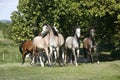 Panoramic view of herd of horses while running home on rural animal farm Royalty Free Stock Photo